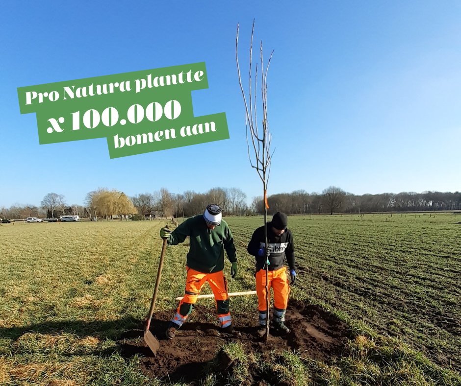Stel je voor: dit boompje x100000 en zelfs meer. Dat is hoeveel bomen Pro Natura de afgelopen maanden aanplantte! Over een vruchtbare winter gesproken. 🌳🌳🌳