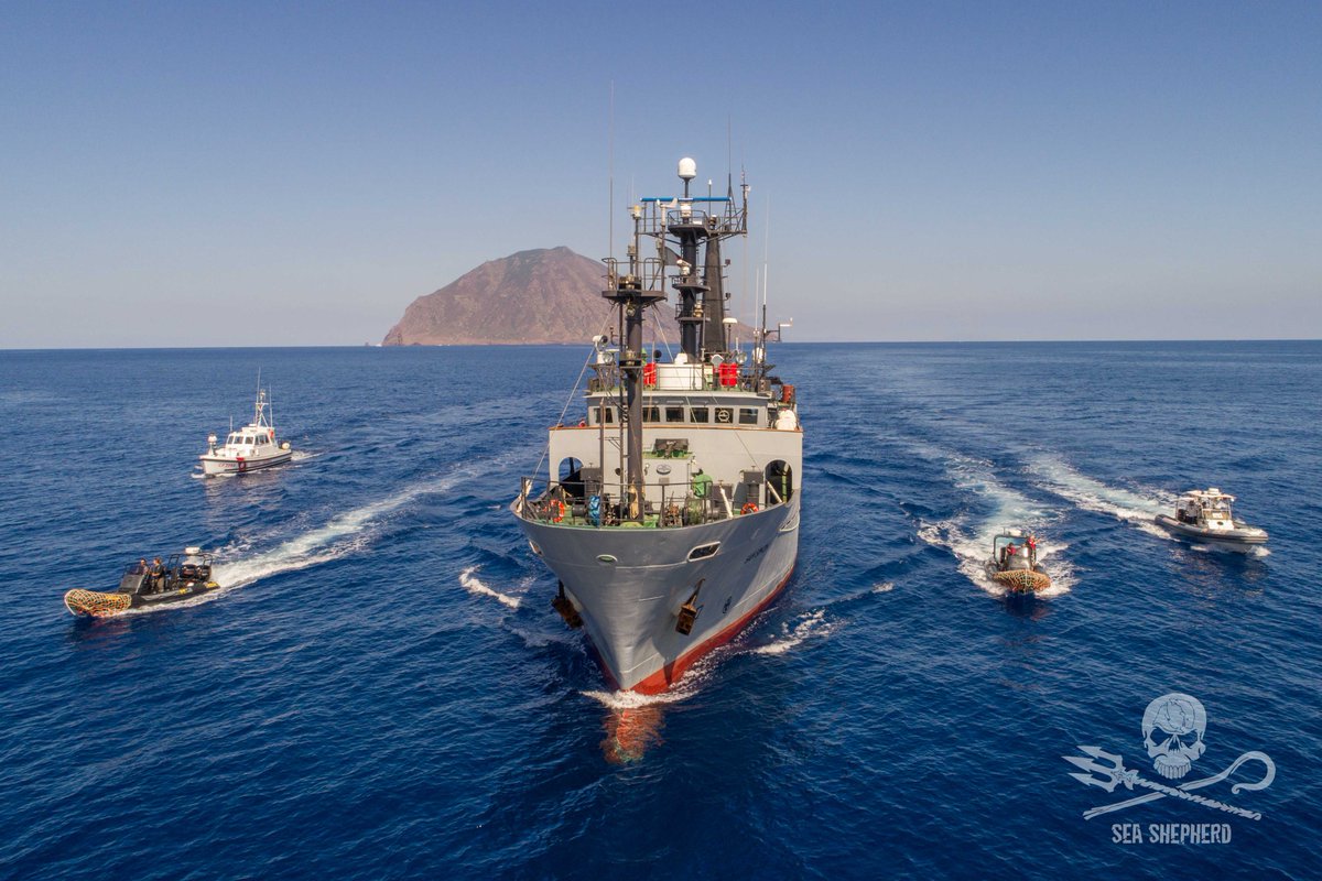 But Sea Shepherd’s fleet is on the front lines to stop the senseless slaughter, arresting poachers, dismantling illegal fishing traps, and exposing what the fishing industry doesn’t want you to see. 3/4