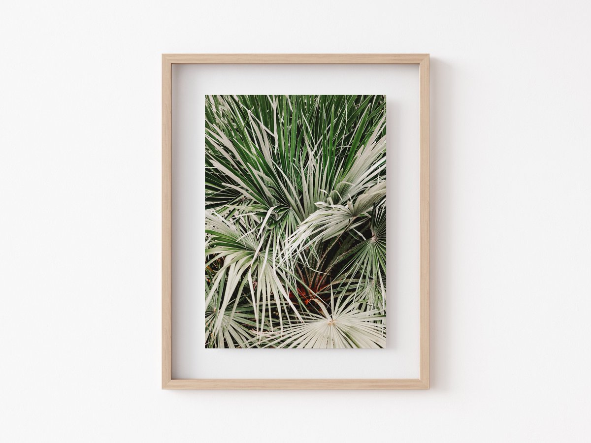 Excited to share the latest addition to my #etsy shop: Palm Print | Botanical Print | Nature Photography | Fine Art Photographic Print | Travel Photography etsy.me/3lT1Hiu #unframed #flowers #vertical #fineartphotography #wallart #wallhanging #travelprint