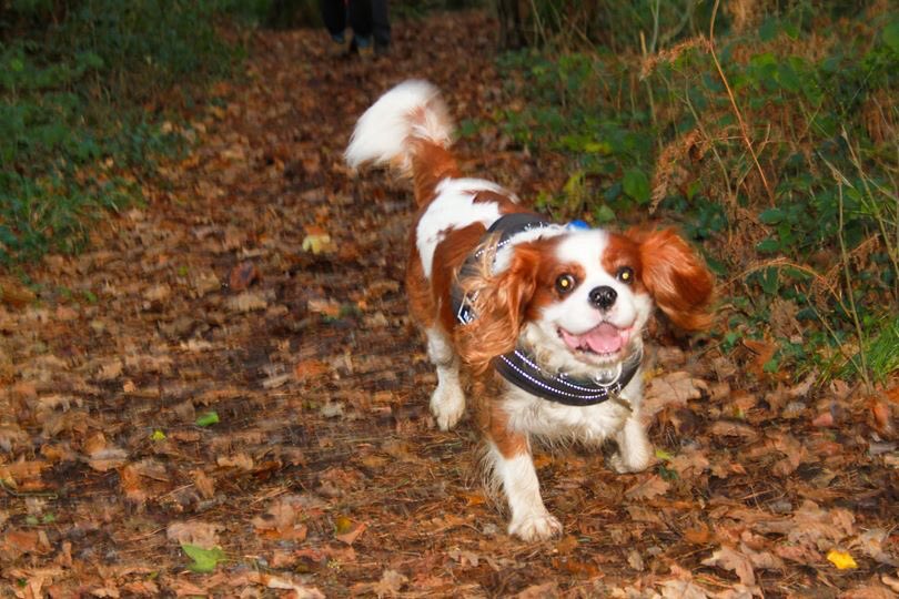 LifeofJessD's tweet photo. @unethicalcoffee Here’s my beautiful dog Marley! If this doesn’t bring you a little joy nothing will ☺️ https://t.co/jV40ZaSyA9