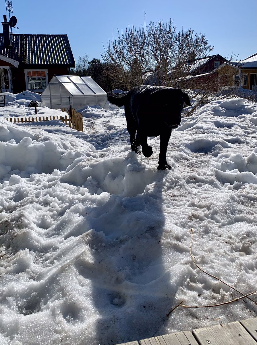 OchJuni's tweet photo. @NancyandL Meanwhile, on my backyard in northern Sweden. But the snow is melting, and soon (?) we will see the lawn underneath it. https://t.co/DljLhPfARs