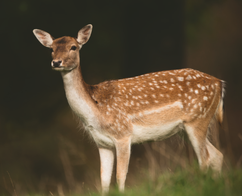 SportingRifle's tweet photo. Roe and fallow does present different challenges, but David Barrington Barnes always relishes his first sightings of the deer
⬇⬇
https://t.co/YnVRJk5Ooj https://t.co/ZBj86NSoaZ