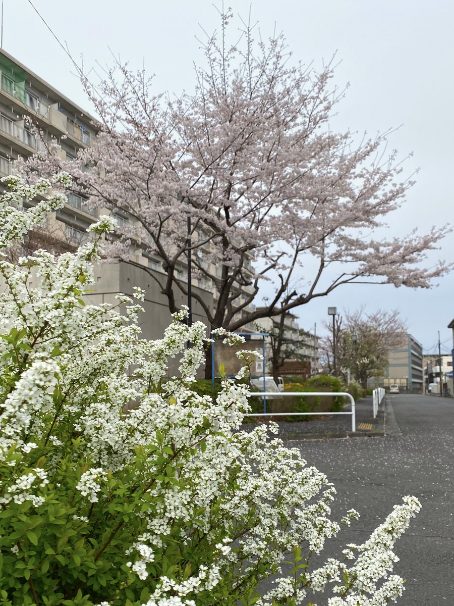 kagamidama's tweet photo. 九段下エンカウンターグループ、次回は3/27土13:15から。お花見は桜の樹の下に、焚き火は炎の周りに人が集い、しばしの時を過ごします。九段下の中心にもいつもろうそくの灯りがあります。ご縁あって集う方々と小さな炎に囲まれての3時間半です https://t.co/efZPx02XPi #円坐 #エンカウン��ーグループ https://t.co/QTVlS0AWqz