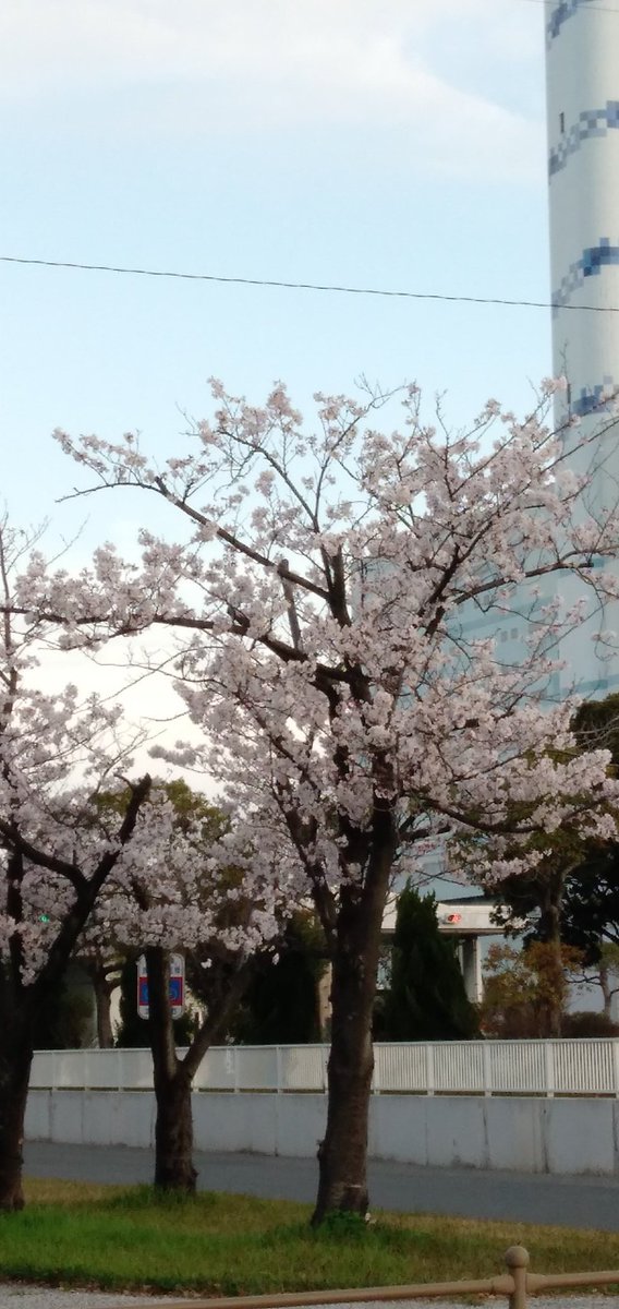 朝、仕事に行く途中に桜🌸がきれいに咲いていたので、陣原駅の近くで撮りました。