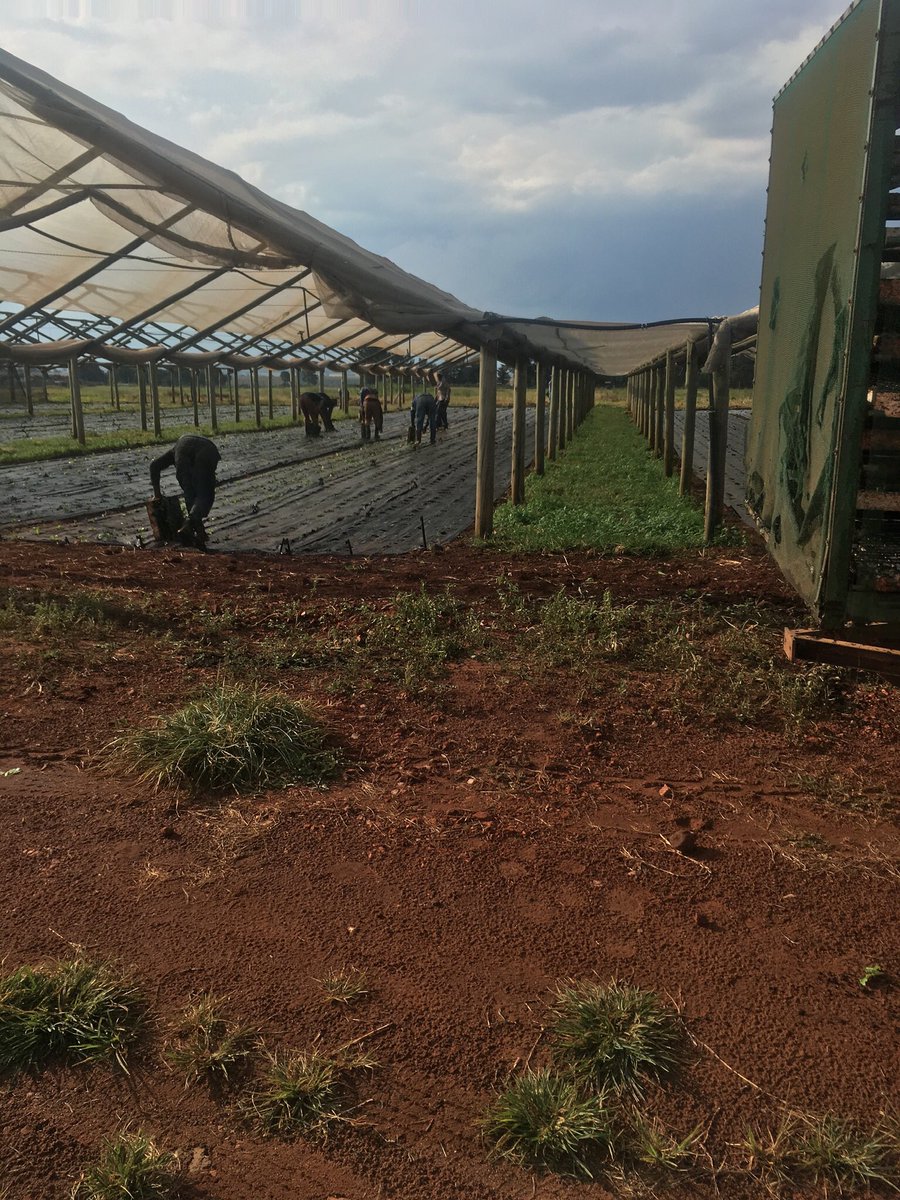 chichiesibbs's tweet photo. Global GAP Audit done and this farmer is ready to access the premium markets👊🏽👊🏽.
More crop on the ground.
#GAPcertification https://t.co/ELjOKhNxY1