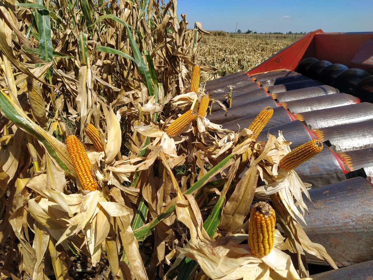 aylenpomares's tweet photo. Comienzo de cosecha!! Los maices de #LaTijereta muestran su gran potencial!. 
✅ LT 721 VT3P
Pozo del Molle, junto a Agroacopio!💪
@LaTijeretaMaiz https://t.co/IgZhmd64Ot