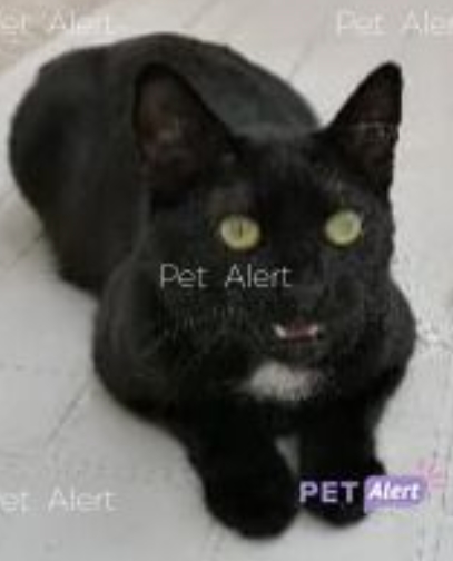 Missing Animaux 81 S Tweet 25 03 21 Perdu Chat Noir A Albi Centre Rue Timbal Mistigri Puce Tache Blanche Sous Cou Tel 06 02 64 54 77 Tarn Trendsmap