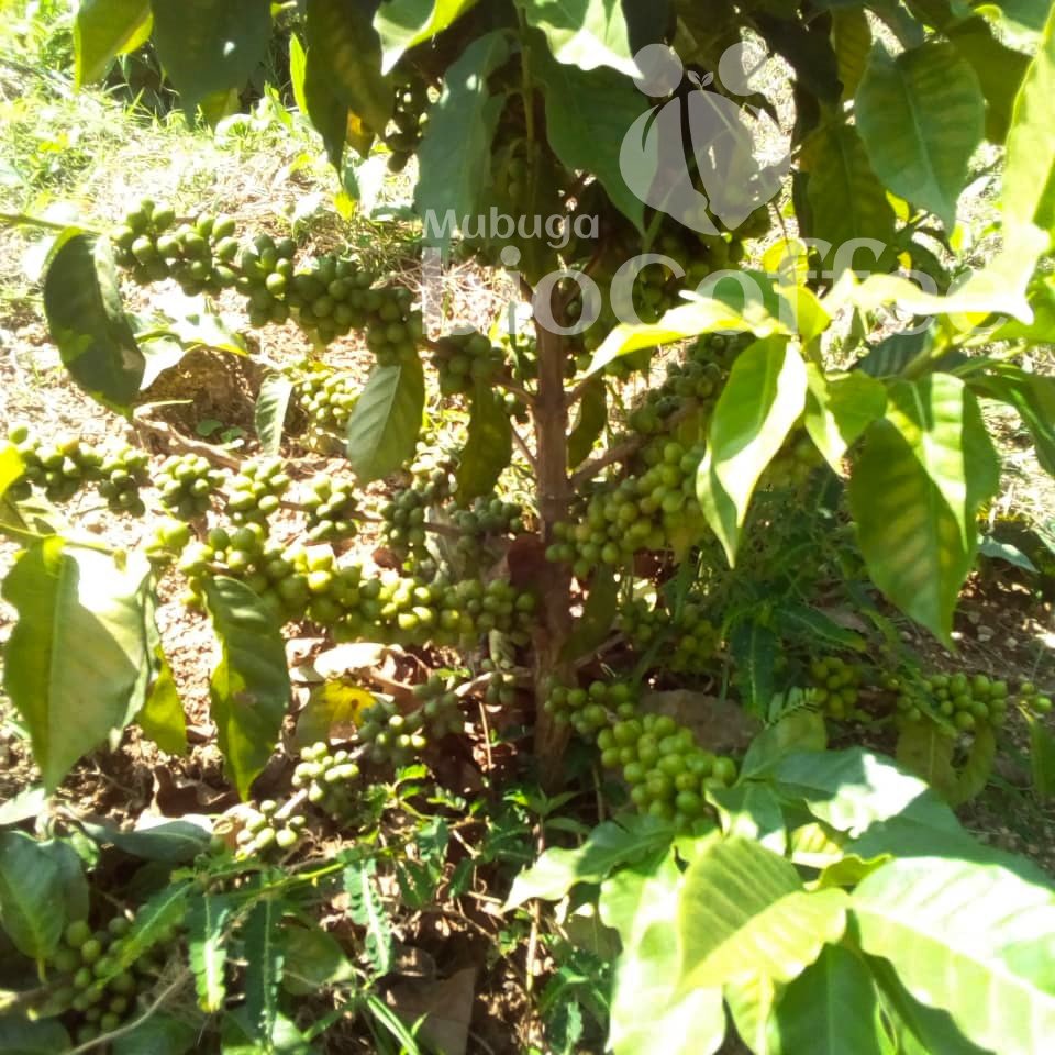 mubugabiocoffee's tweet photo. Current grown coffee at Cyinama site, one of our sites in Mubuga Sector.

#BioCoffee #Coffee #RwandanCoffee #BioCoffeeInRwanda https://t.co/wbrr8ILqSY