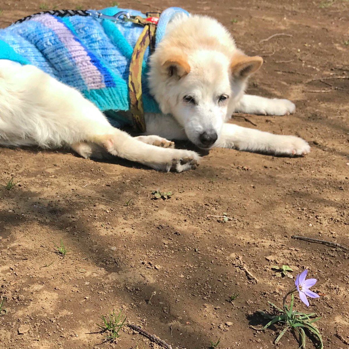 東雲 鈴音 先代犬ソーヤは散歩が大好きだったので 歩けなくなっても外に連れ出していた お別れの2日前 日向で小さい花を見ているソーヤ 東雲 鈴音 先代犬ソーヤは散歩が大好きだったので 歩けなくなっても外に連れ出していた お別れの2日前 日向で小さい花を見ているソーヤ