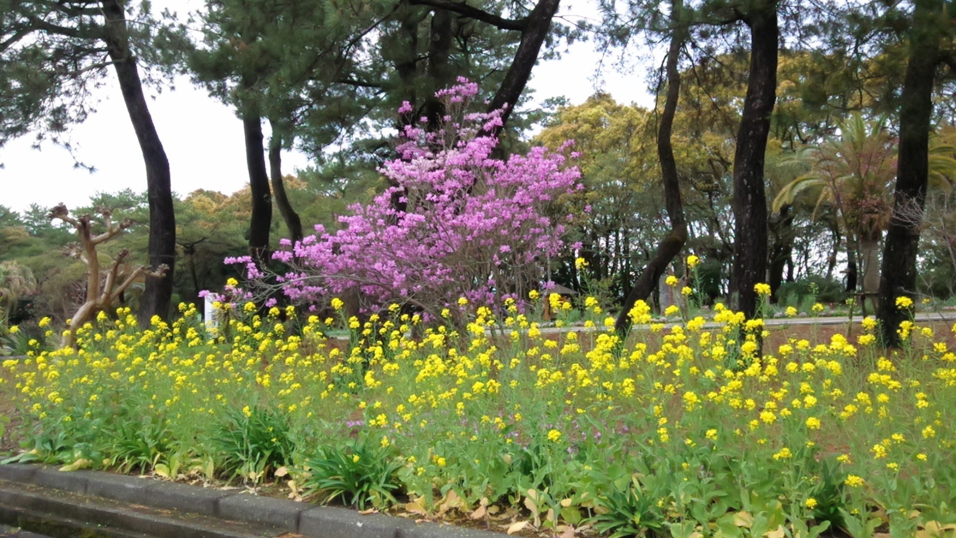 サトシandネコ 春の花 ピンクの花の木 もも色の花 ドライブ中に見つけました 菜の花と知らない花 ピンク色 の花の木の名前はなんだろう T Co Gctbf8vxui Twitter
