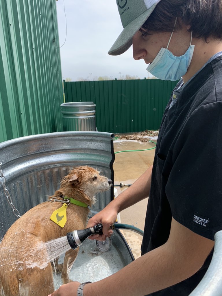 AgTeach_Sefcik's tweet photo. Yesterday the #beepups were back! We had a full house with some of our favorite four legged animals! 🐶 🐩 

S/O to all the @AcademyHigh staff members who help us provide this opportunity to our #AgEdu students! #handsonlearning #TCA #ETS #learningtodo #gobees #dogdays https://t.co/ffG1mYfHUf