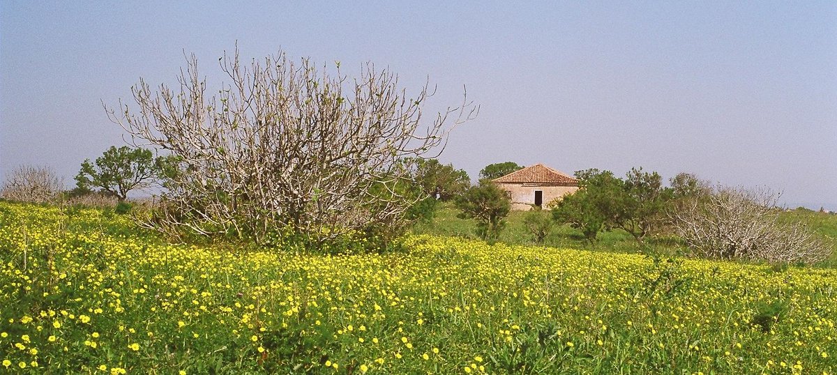 It’s not only the ocean in the Algarve that makes waves. Yellow flowers growing wild in March also delight the eye.