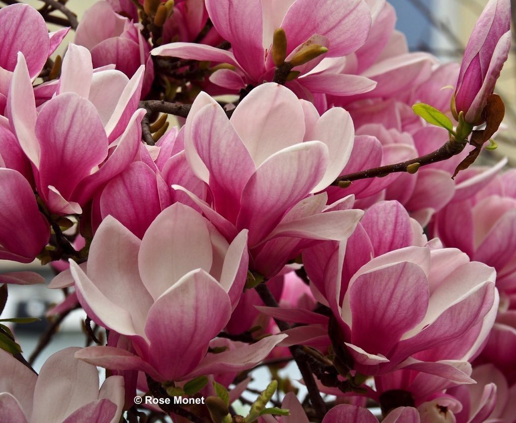 JeanetteEliz's tweet photo. Happy Thursday Everyone. 😊 Have a beautiful day. Stay Safe!!! 💞🌺💕 https://t.co/UXHTjRbqrU