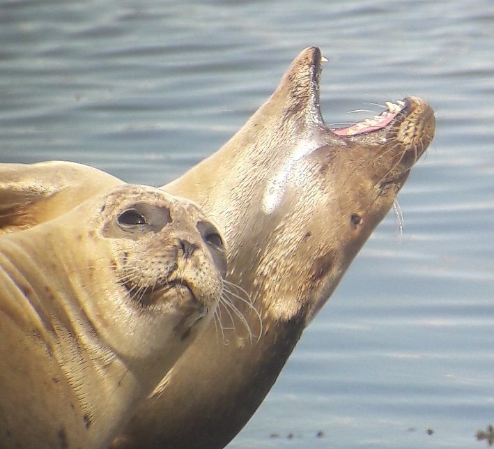 Dirk_Raes's tweet photo. van de zeehonden bij de  #Ijzermonding te @StadNieuwpoort hou je vanmiddag (en in feite altijd) best ruim 25m. afstand. https://t.co/JlFgETVc6e