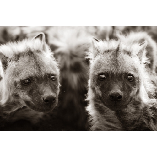 workARTgallery's tweet photo. Hyena Pups by Chaz Williams

The lighting in this photo is unreal! What do you think?

#workart #wallart #artprints #artonline #artofday #artdaily #artoftheweek #instartist #artpost #artgram #artlovers #todayart #artabstract #artlive https://t.co/vuhEiZ2EWR