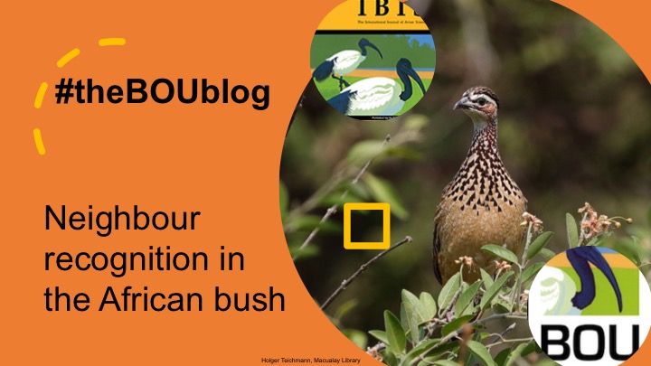 Which calls do #CrestedFrancolin subspecies respond more strongly to? | Find out on #theBOUblog: ow.ly/Ropr50E1Vbs | Further details in the @IBIS_journal paper: ow.ly/IPqF50E1Vbr | #ornithology