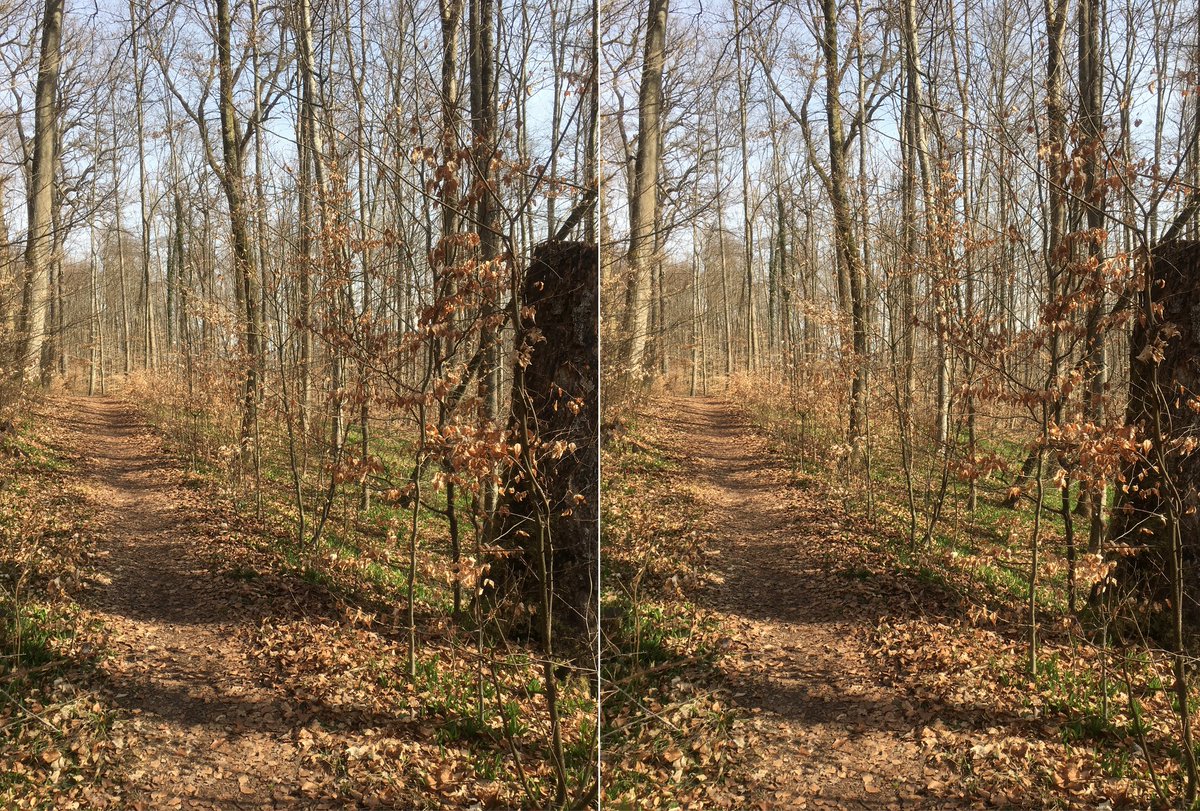  #waldszenen 20210325In this thread I show you the same forest spot over the course of the year. Double mounts are  #3D. If you want to test the experience:  https://twitter.com/mweiss_tue/status/1373970623739879425?s=20
