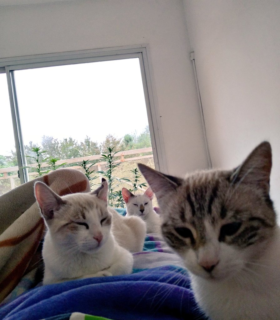 luneallday's tweet photo. La alarma me sonó hace media hora y no me puedo levantar porque tengo tres gatos durmiendo arriba. https://t.co/e23SV4X3MK