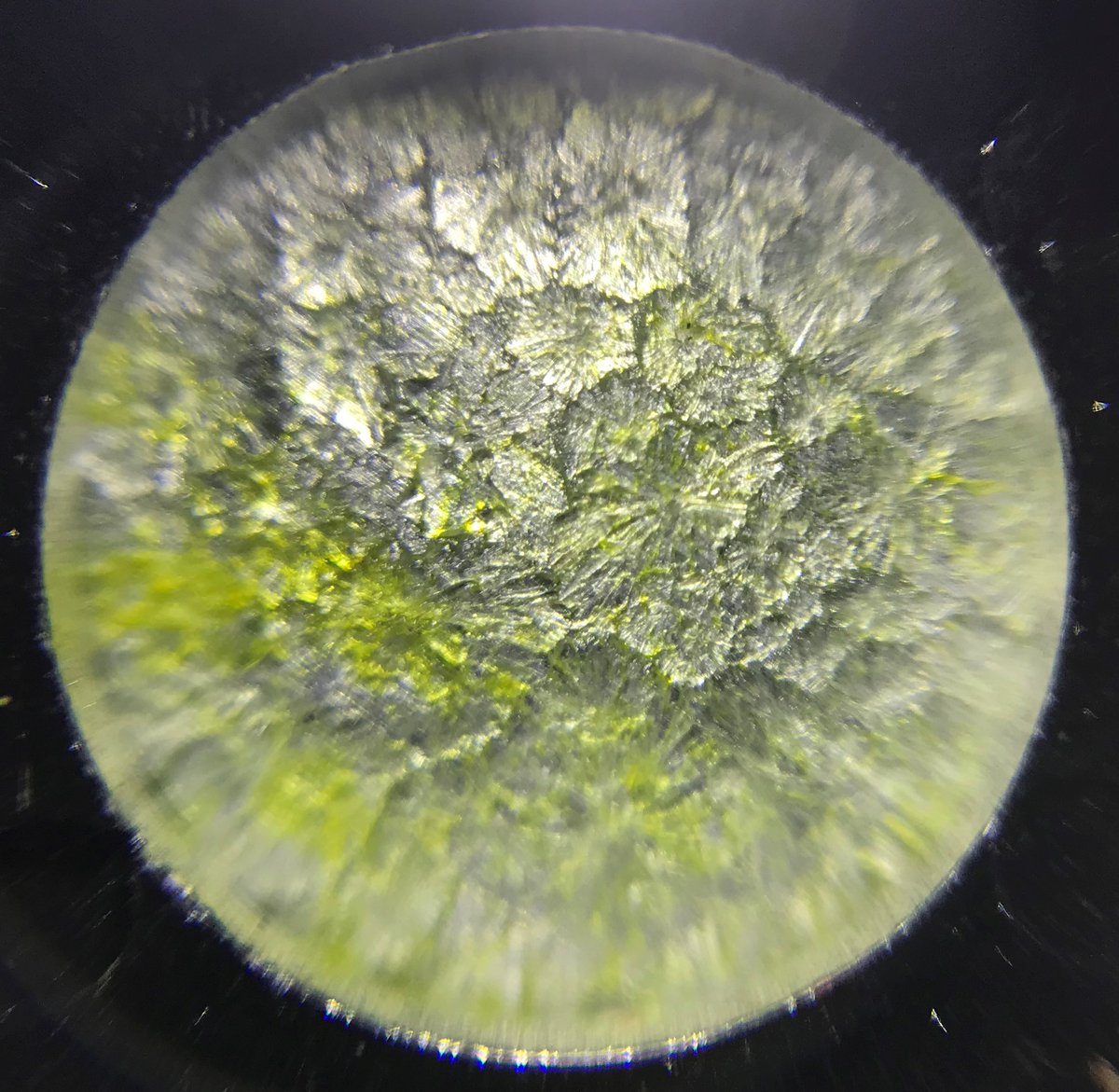 Gillespie Primary School tweet media