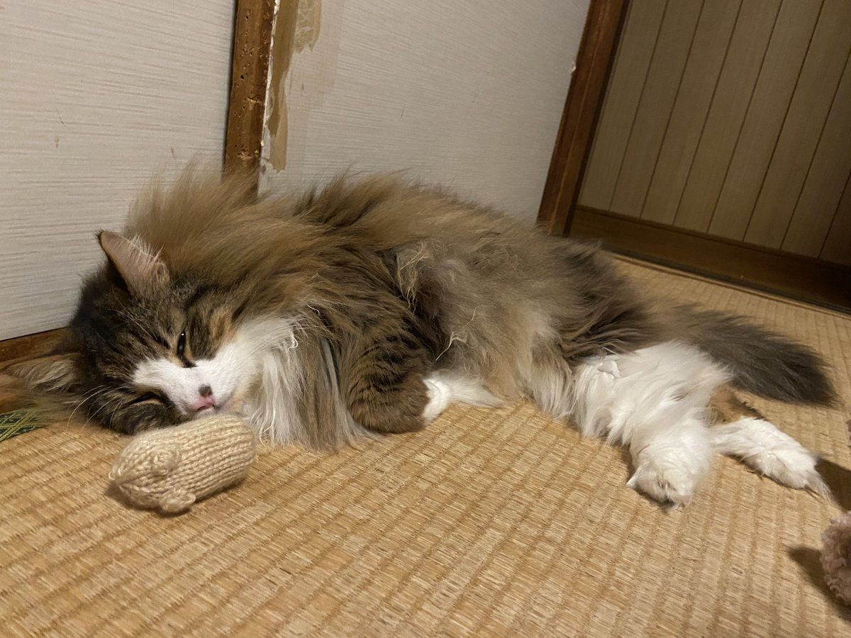 chinotenshi's tweet photo. Used some scrap yarn to knit a mouse and sprayed it with catnip spray. Odin went nuts over it and exhausted himself. https://t.co/LnajAMrjrh