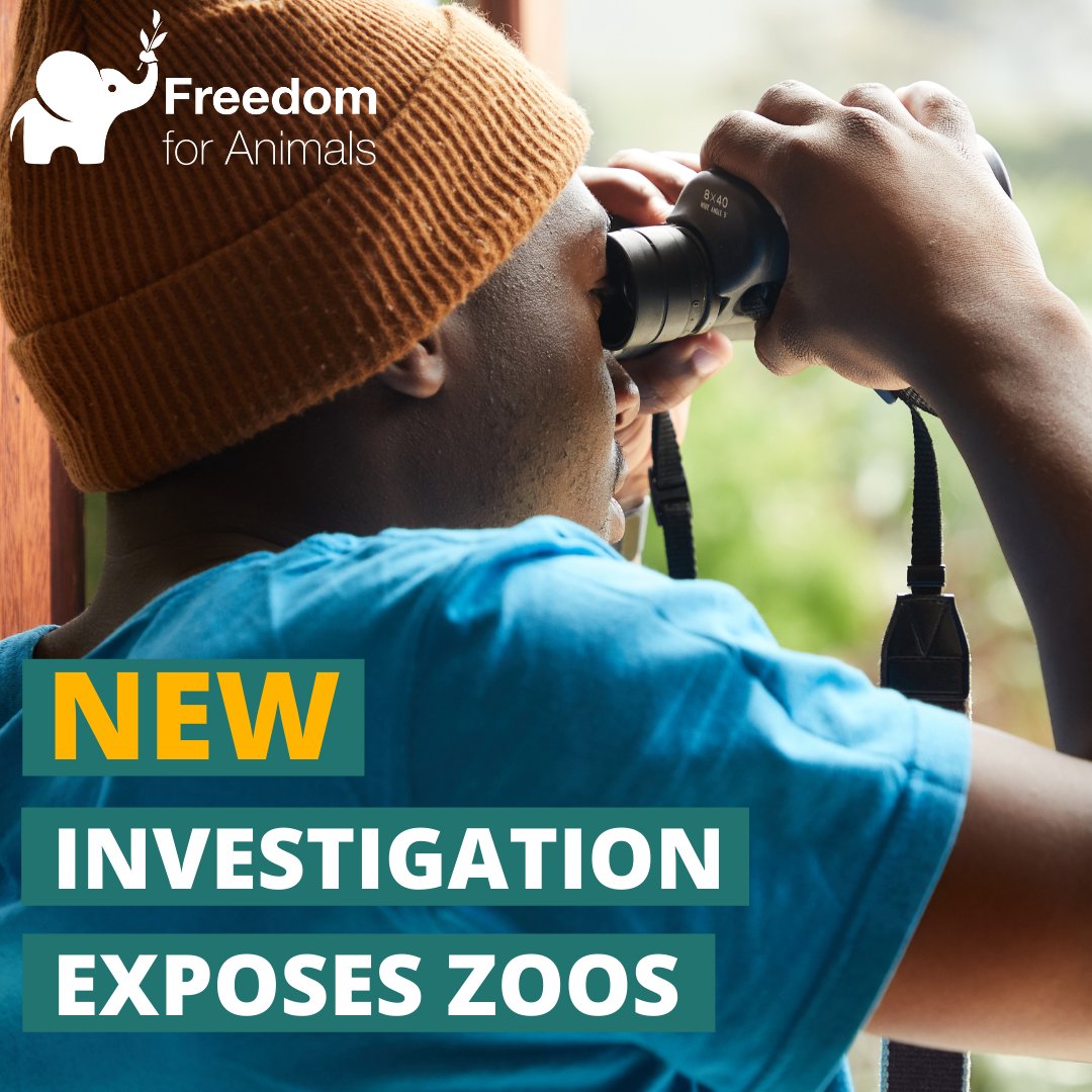 Get ready for our latest investigation launch this coming Zoo Awareness Weekend! As ever our annual anti-zoo event takes place on Easter weekend🐣 ...

#ZooAwarenessWeekend #CaptivitySucks #UndercoverInvestigation #AnimalRights #AnimalWelfare #EmptyTheCages