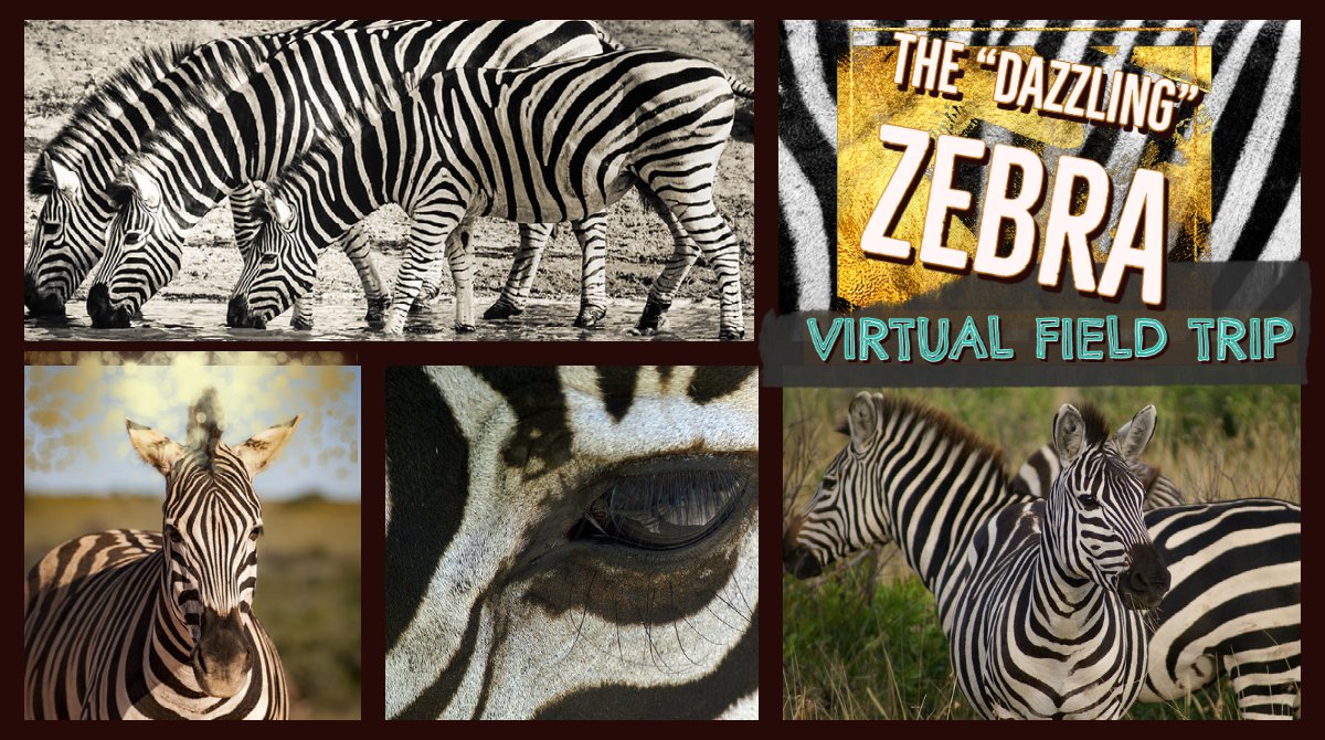 PBC STEM Learning Ecosystem tweet media