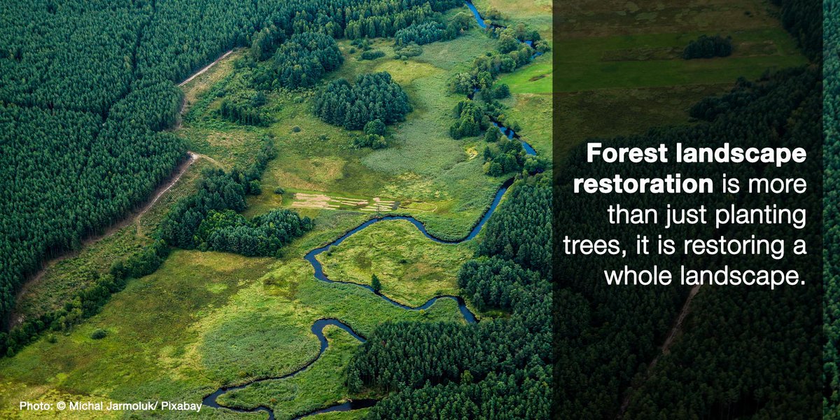 Restoring forests protects #nature while providing livelihoods for local people. 
 
bit.ly/3vXMpgK

#RestorationDecade #BonnChallenge @IUCN_forests