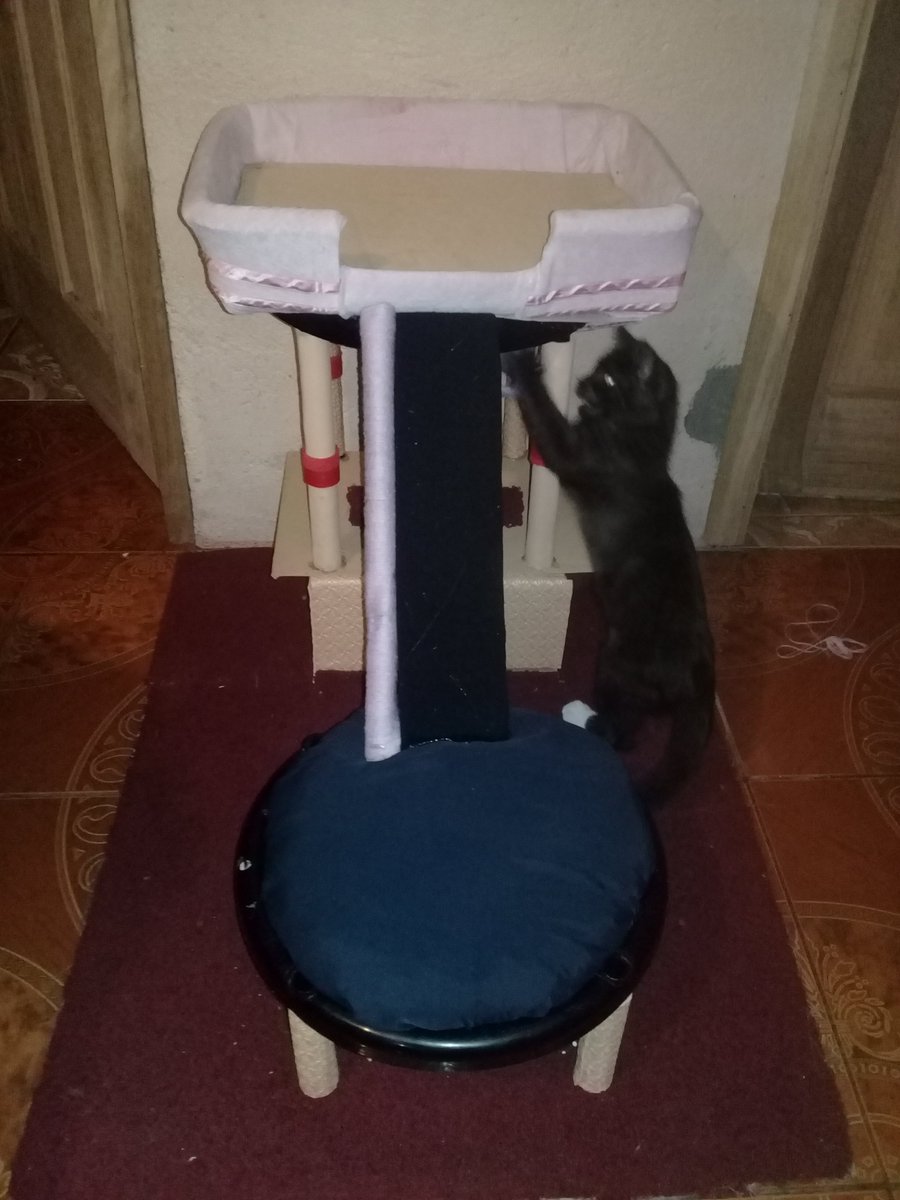 KsandraMort2001's tweet photo. El consentido de la casa https://t.co/hWu3btmyBU
