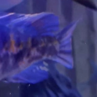 🤩Zoomed in Challenge time!🐟🐠 

Can you guess what this mysterious Animal is from today's zoomed in photo? 

Please leave your answers in the comments.

The answer will be revealed in tomorrow's post!
Good luck! 😁👍