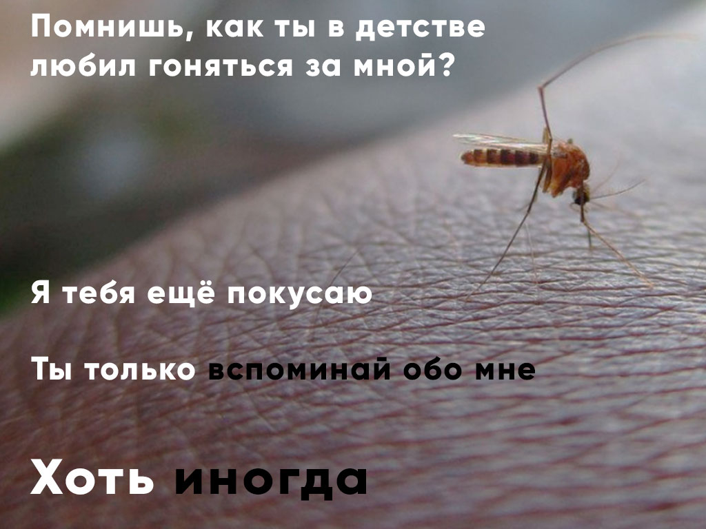 Комары в москве Комары в москве