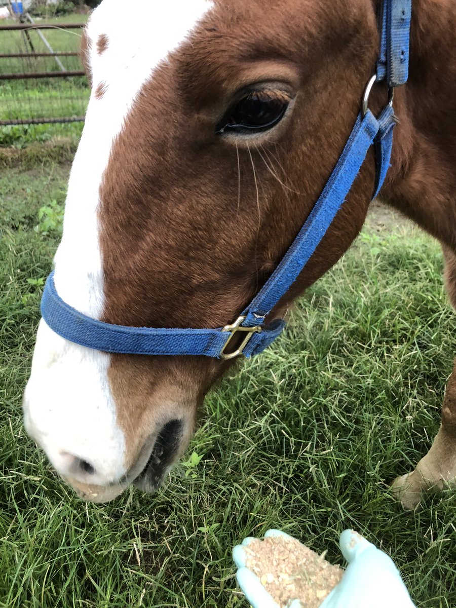 すどうくん 多忙 馬のことずっとウッマって呼んでるけど名前は ナイト です 実際に呼ぶときはちゃんとナイトって呼んどる 北海道から半年くらい前にきた もうすぐ２歳くらいだと思う かわよ T Co Bpha3knof1 Twitter