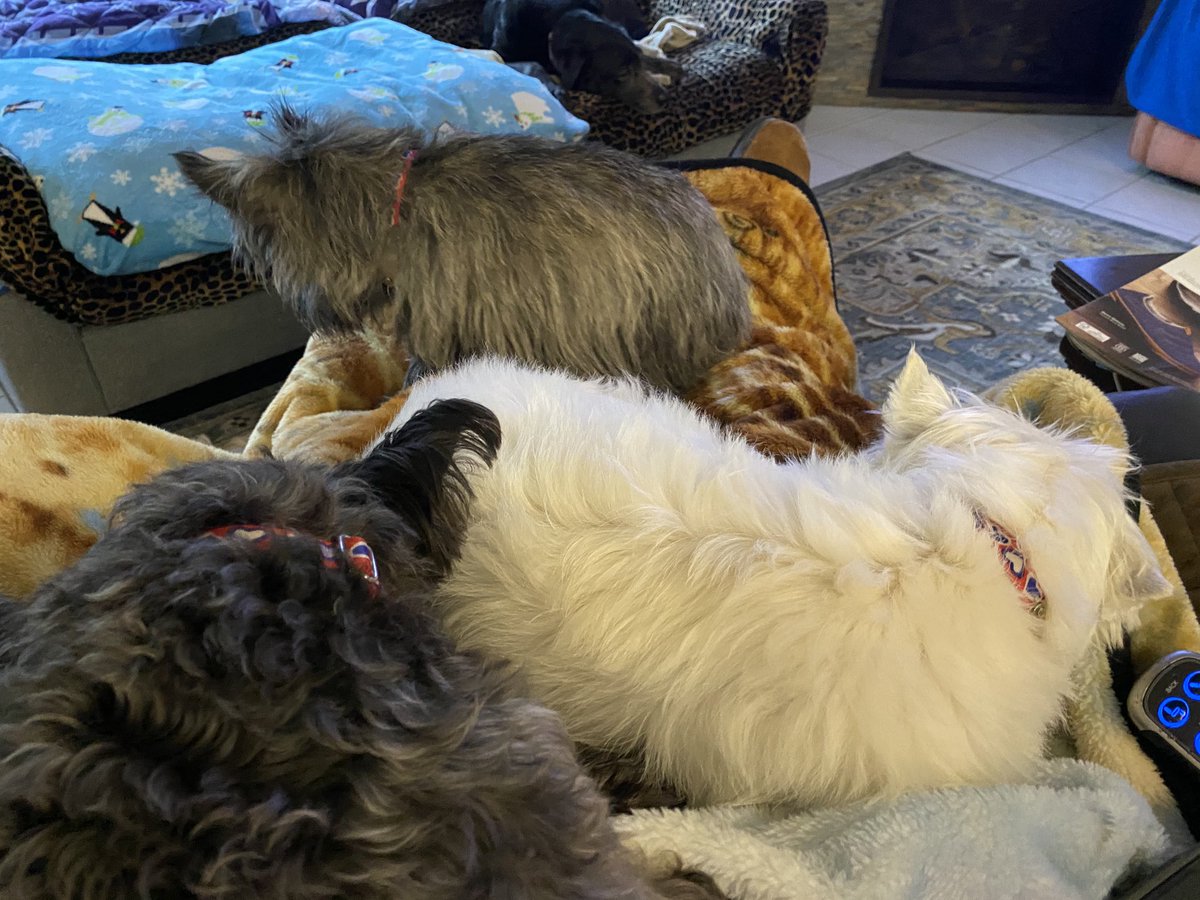 lechatdr's tweet photo. Dogs say mom we need your lap today! https://t.co/UCnHQAmMBV