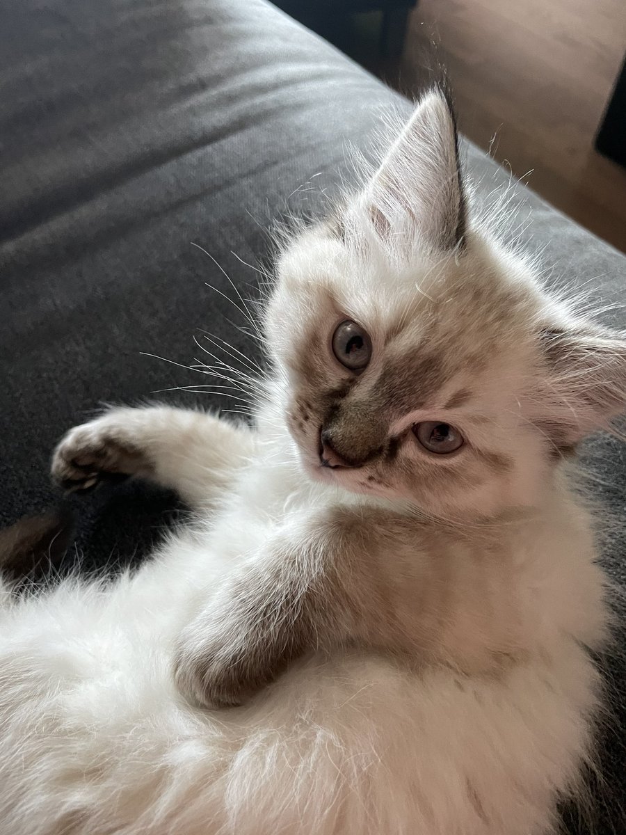 ScottFuture13's tweet photo. @FightOwensFight I just got a Ragdoll as well. This is Elias. https://t.co/9HcqoS16ns