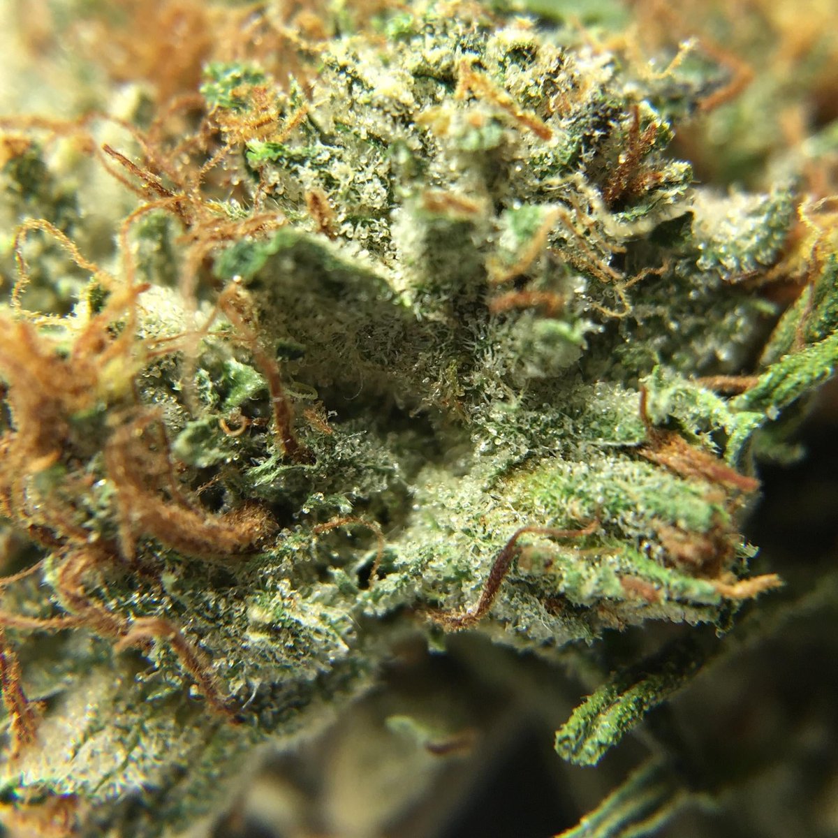 bliss_river's tweet photo. 🇨🇦 https://t.co/lJ5QnG5qWe 
Promo code DIRECT420 saves $30 off every order and is STACKABLE with their holiday promo codes.
This site is amazing for bulk deals starting at QP's of bud and concentrates by the ounce.  #mailordermarijuana #canadients #trees #canadiancannabis https://t.co/umLtko68c7