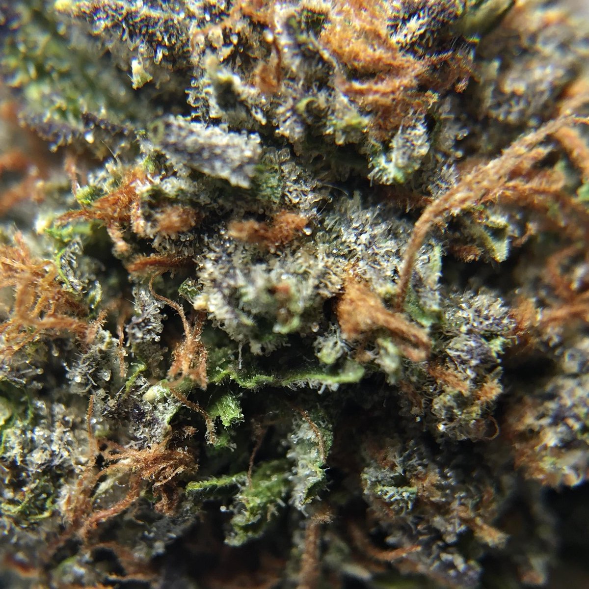 bliss_river's tweet photo. 🇨🇦 https://t.co/lJ5QnG5qWe 
Promo code DIRECT420 saves $30 off every order and is STACKABLE with their holiday promo codes.
This site is amazing for bulk deals starting at QP's of bud and concentrates by the ounce.  #mailordermarijuana #canadients #trees #canadiancannabis https://t.co/umLtko68c7