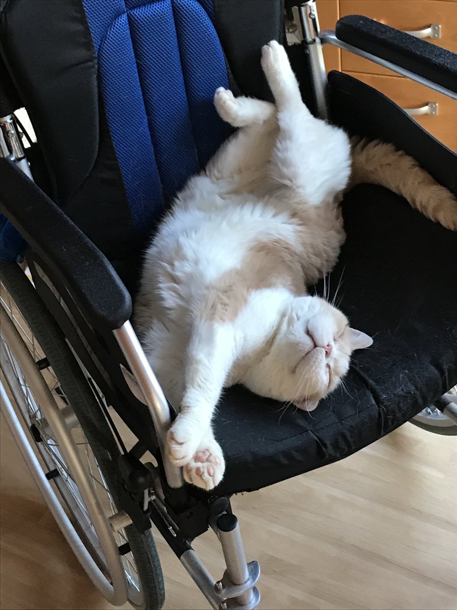 Theo_Top_Cat's tweet photo. Exercise time, while still a sleep. No point in over doing it. https://t.co/JrnLg1L9Mw