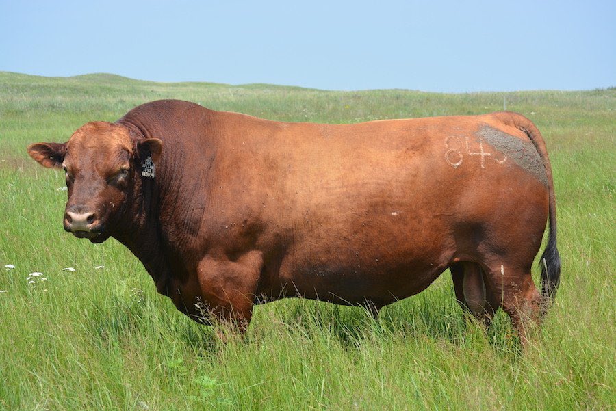 Justus_Seiber's tweet photo. Bull                                     Assault Bull https://t.co/I5tZXn9fk5