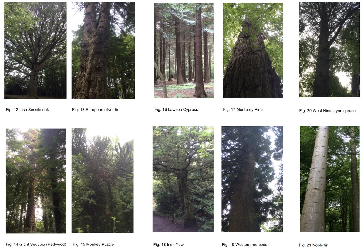 SavetheHellfire's tweet image. Massy&apos;s Wood offers a vast ecological resource of flora, wildlife, tree species. How many of these wonderful trees have you spotted on your visit? Sadly @coilltenews have no management plan in place to take care of this wonderful amenity. #NationalTreeWeek2021 #treeweek