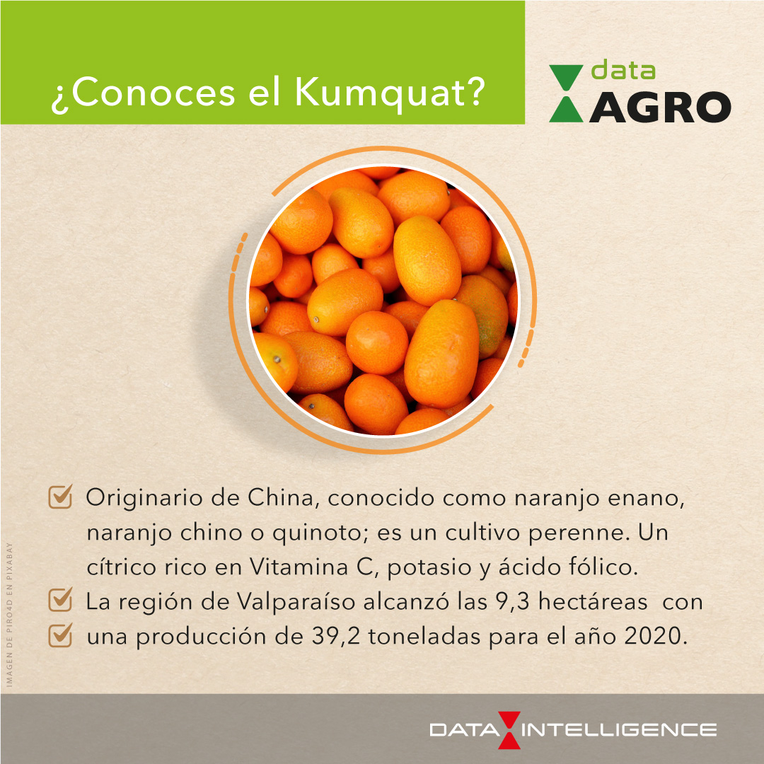 data_int's tweet photo. El kumquat es originario de china. Conocido también como el naranjo enano, naranjo chino o quinoto, es un cultivo perenne; específicamente, un cítrico pequeño rico en Vitamina C, potasio y ácido fólico. #DataAgro #Agricultura https://t.co/b8Fk8EQSXb https://t.co/oqXWkusKw7