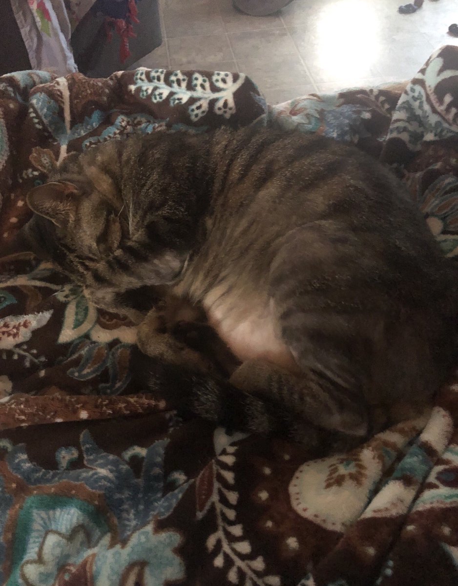 ⚜️Candyledet⚜️ tweet media