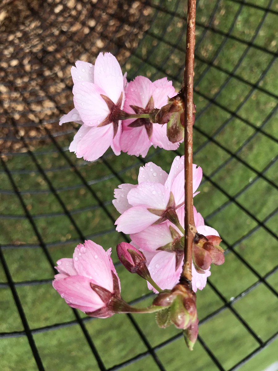 TM_Hackney's tweet photo. #Sakura Japanese cherry trees coming into flower in Springfield Park.
Pink = Prunus Beni Yutaka;
white = Yoshino cherry.
We planted 43 of these cherries here in January plus another 58 @Daubeneyfields.
#TreeMusketeers #HackneyTrees #SpringFlowers #CherryBlossom https://t.co/piDE1qVxwQ