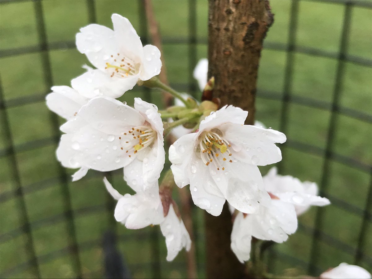 TM_Hackney's tweet photo. #Sakura Japanese cherry trees coming into flower in Springfield Park.
Pink = Prunus Beni Yutaka;
white = Yoshino cherry.
We planted 43 of these cherries here in January plus another 58 @Daubeneyfields.
#TreeMusketeers #HackneyTrees #SpringFlowers #CherryBlossom https://t.co/piDE1qVxwQ