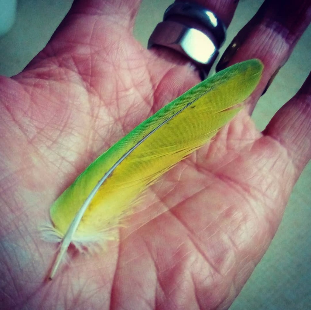 Midge_UK's tweet photo. Wild Green Parakeet feather, makes my Pigeon ones look like bags o crap
#parakeetsofinstagram #parakeet #elmdonpark #solihull #roadswag https://t.co/tipXBkq6GK