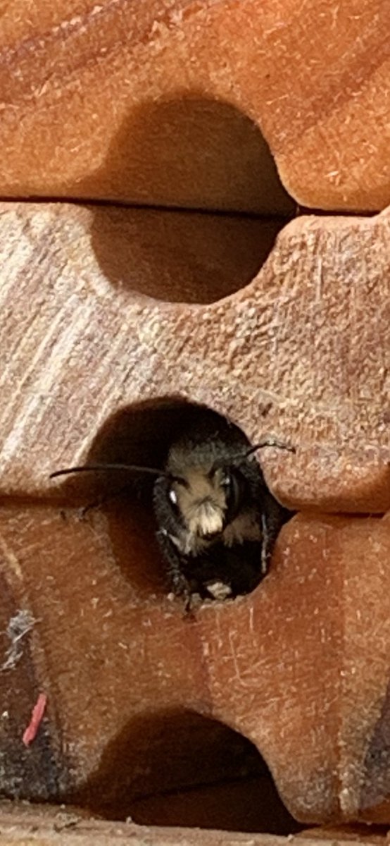 Sgt. Grandia 🇨🇦 tweet media