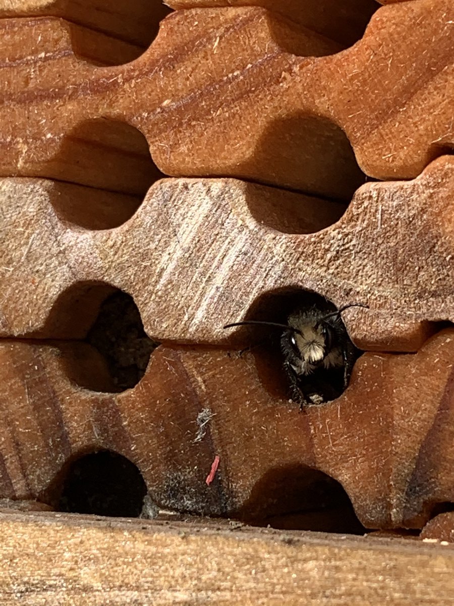 Sgt. Grandia 🇨🇦 tweet media