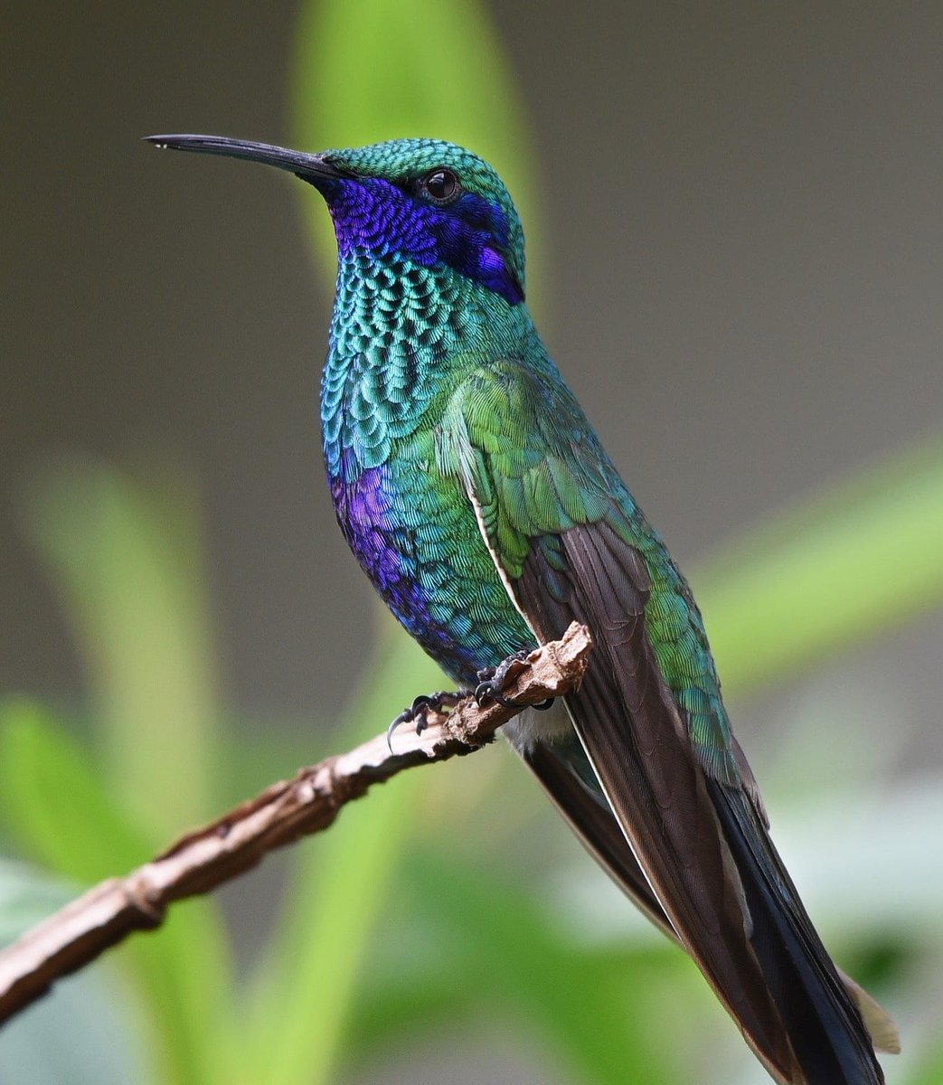 refabmarket's tweet photo. Upcycler la mode !
Fabriquer des vêtements à partir de matières réinventées permet de créer une mode plus vertueuse !

"Colibri ! Tu n'es pas fou ? Ce n'est pas avec ces gouttes d'eau que tu vas éteindre ce feu !"
Et le colibri répondit
"Je sais mais je fais ma part"
#upcycling https://t.co/dwkTjr84lJ