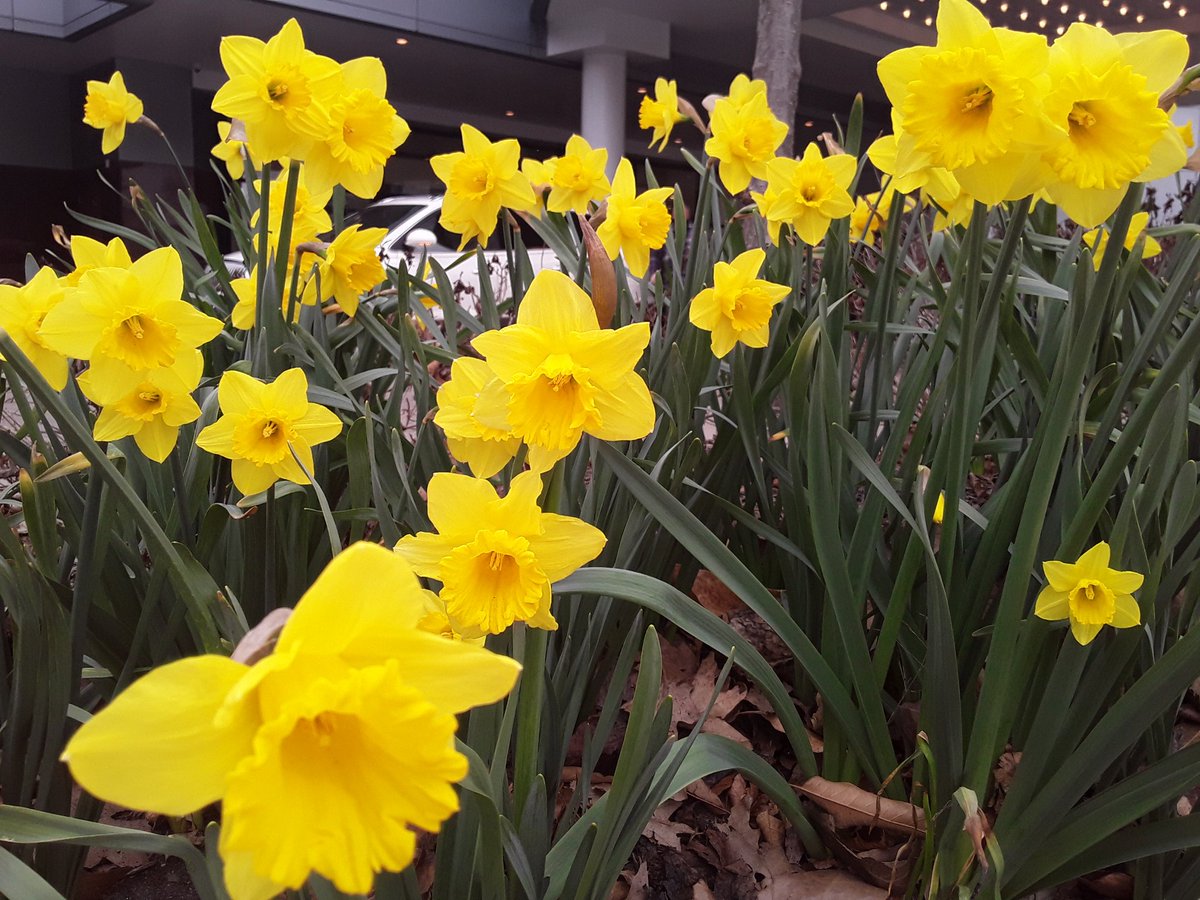 DowntownKazoo's tweet photo. #Daffodils in bloom in front of #RadissonKZOO, likely weeks earlier than normal. #ClimateChange #wMiWx https://t.co/ZipRCcS6ke