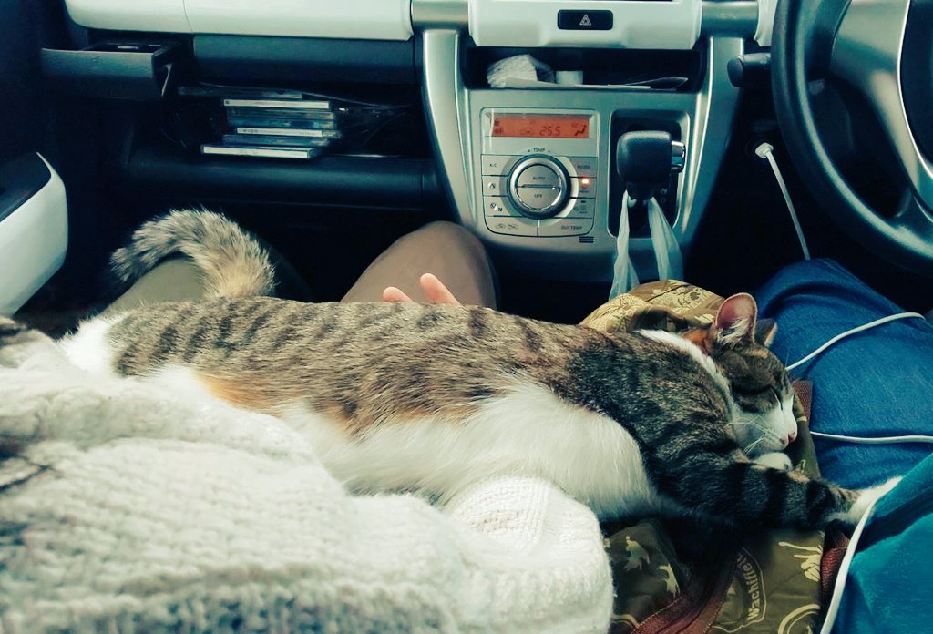 MIKE_FUTA's tweet photo. #猫
#猫のいる暮らし 

風太ドライブ好きなんです
連れてけと叫び
そして寝ます
＊写真は駐車場 https://t.co/xuKfbvO7ru