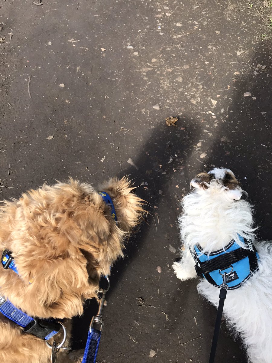 PercyAndBertie's tweet photo. The boys found this guy on their walk today. Is he a frog or toad? We’re thinking toad but not 100%
#dogsoftwitter #foundafriend #frogortoad #nature #naturefind #britishwildlife #wildlife https://t.co/jLbYBxTFxE