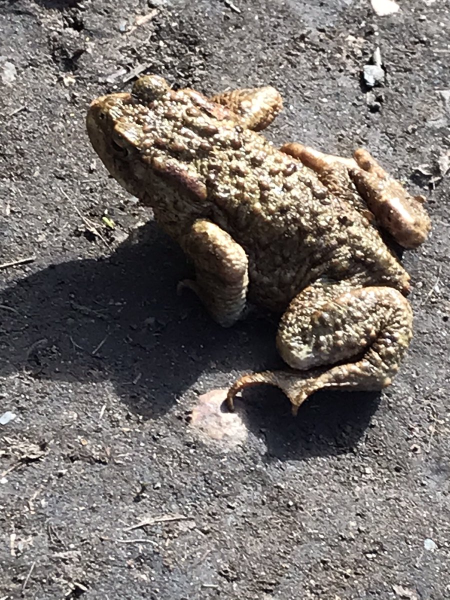 PercyAndBertie's tweet photo. The boys found this guy on their walk today. Is he a frog or toad? We’re thinking toad but not 100%
#dogsoftwitter #foundafriend #frogortoad #nature #naturefind #britishwildlife #wildlife https://t.co/jLbYBxTFxE